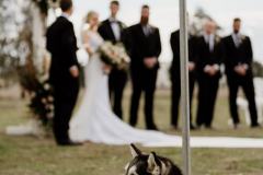 Walla Walla Farm Wedding Jess & Shanon - Wedding dog photos