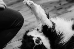 Sarah & Joel Lake Moodemere Estate Wedding - Pet photos